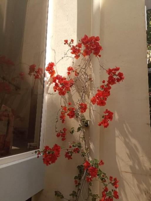 Annitas Luxury Oasis Appartment Atina Dış mekan fotoğraf